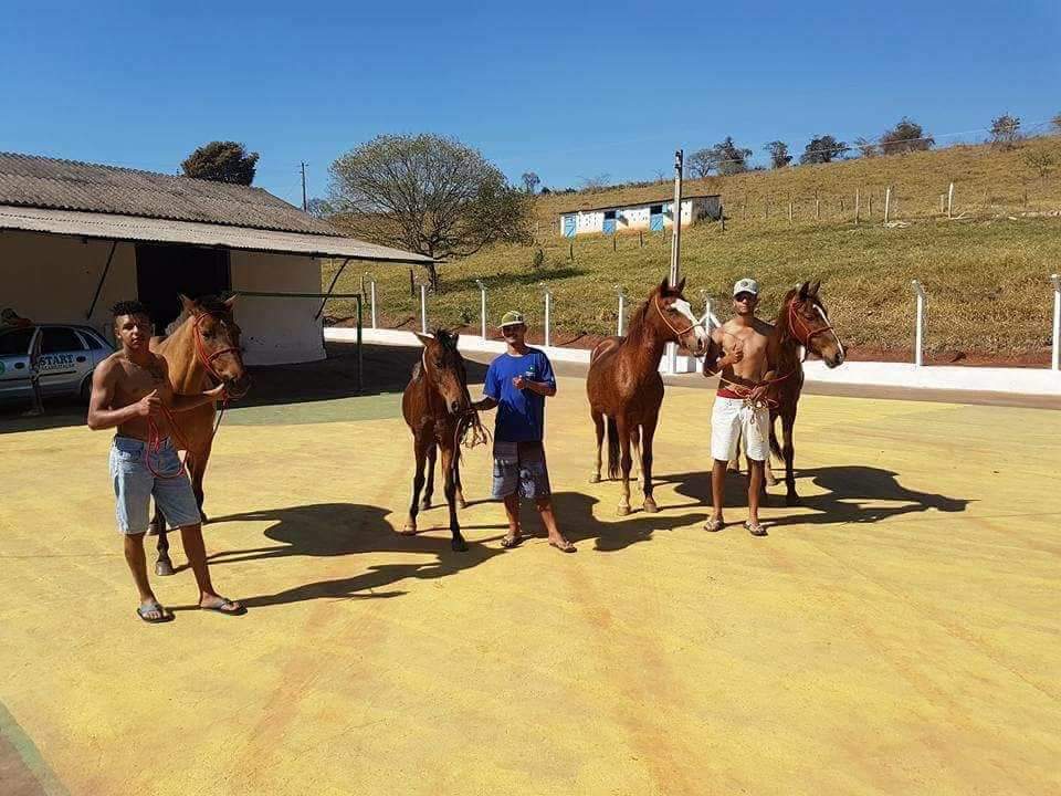 Clínica de Recuperação Eloy Mendes MG - Terapia com Cavalo