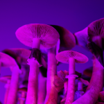 Cougumelos alucínogenos e seus riscos cougumelos-alucínogenos-e-seus-riscos (2)