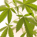 maconha