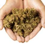 Quais os tipos de maconha: da natural a maconha sintética conheça-os-tipos-de-maconha