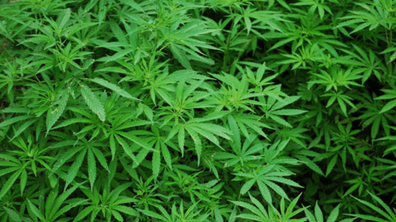 Doenças causadas pelo uso da maconha - Portal Vida Limpa