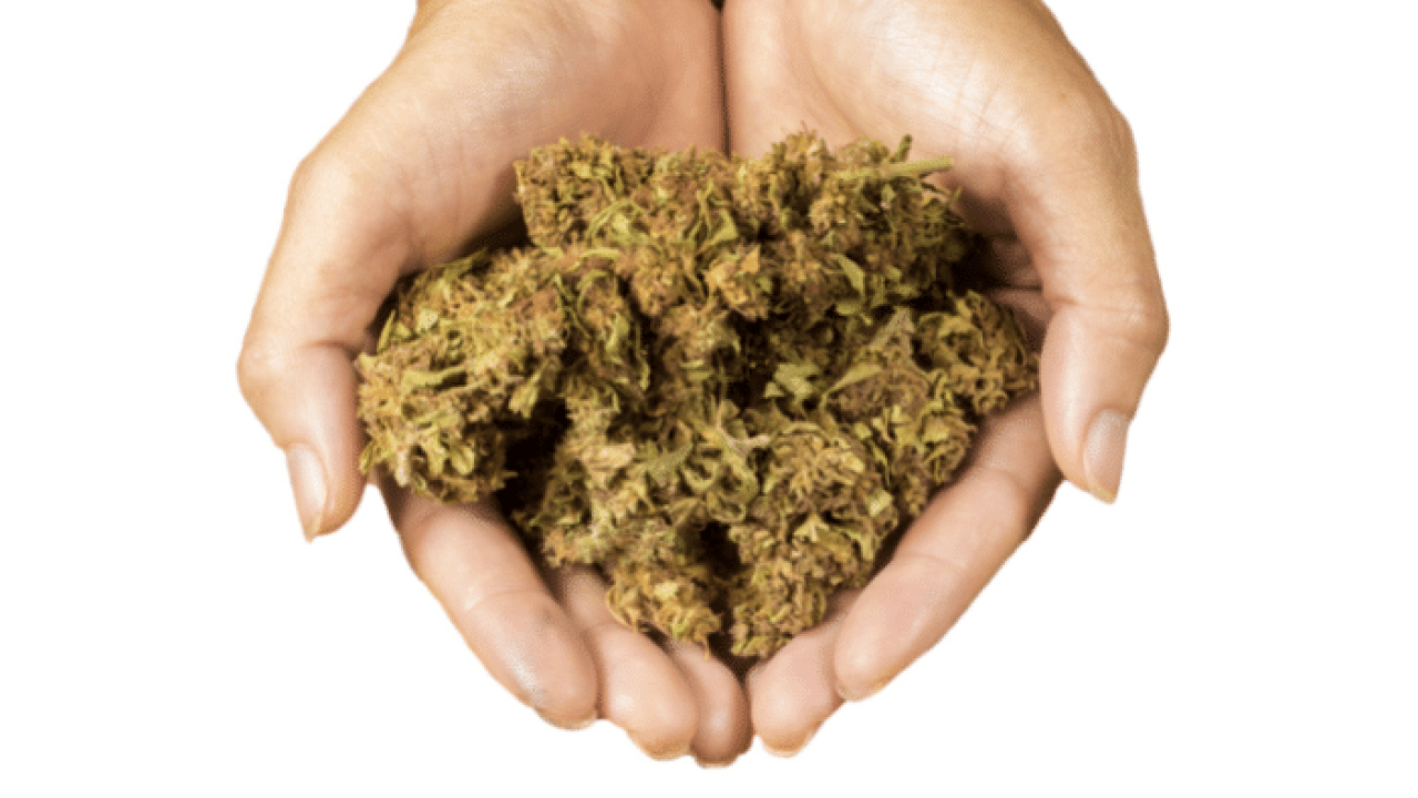 conheça-os-tipos-de-maconha