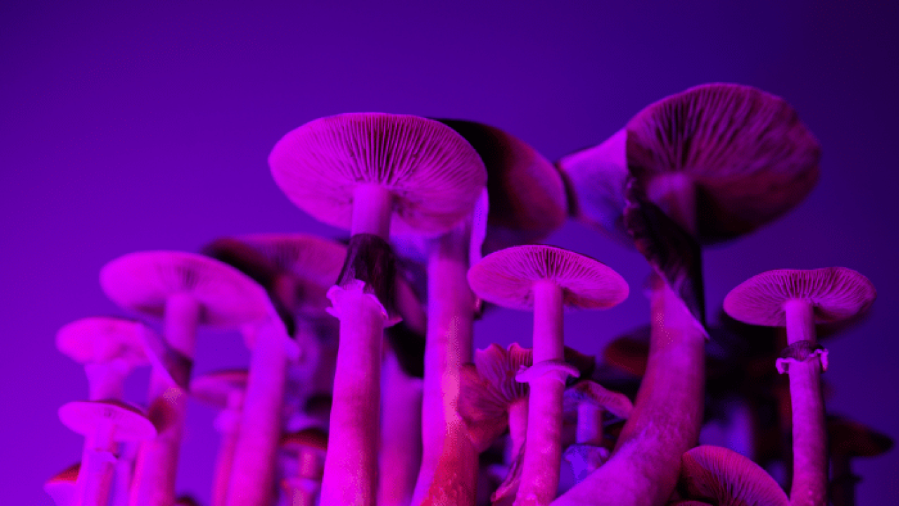 cougumelos-alucínogenos-e-seus-riscos (2)